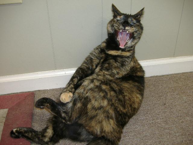 2009 "Amber" Felion Calico El Scratchus